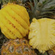 农家自产 云南屏边特产香水小菠萝新鲜水果凤梨屏边特产山地香水菠萝5-10斤包邮