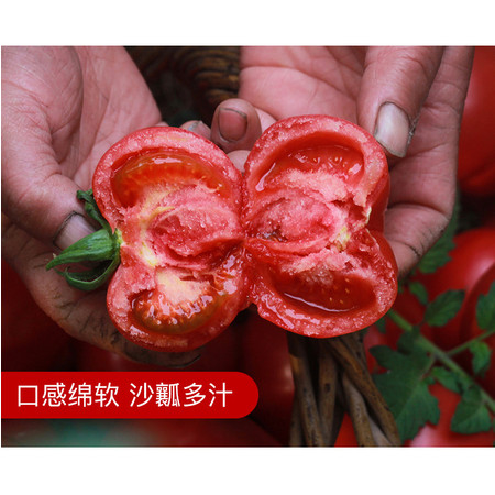 威信农家自产 西红柿新鲜水果5斤非有机蔬菜沙瓤生吃自然熟大番茄