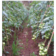 威信农家自产自然成熟现摘新鲜番茄