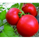 威信农家自产自然成熟现摘新鲜番茄