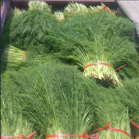 韭菜150g农产品新鲜蔬菜图片