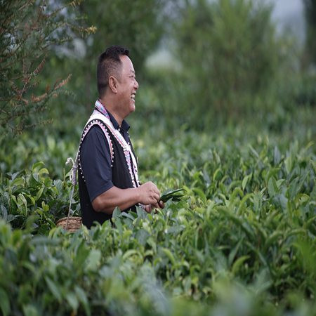 西盟龙珠（普洱茶生茶）1000克(散）