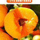亿荟源 【现摘现发】陕西大黄杏酸甜大杏子脆软双吃时令水果新鲜水果颗颗