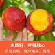 亿荟源 山东头茬红油桃黄肉桃子源头直发整箱新鲜时令应季新鲜水果