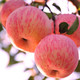 亿荟源 【限量特价】山东助农烟台红富士苹果新鲜时令应季新鲜水果源产地
