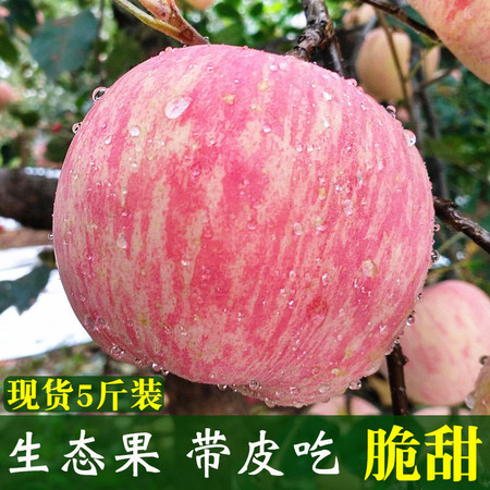 山东烟台栖霞红富士苹果3/5斤新鲜水果不打蜡非阿克苏冰糖心 脆甜