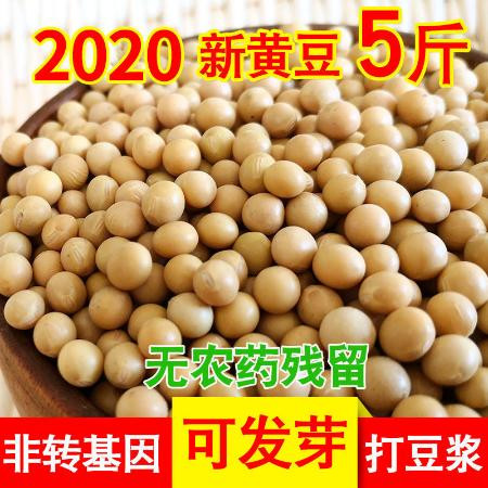  新鲜东北笨土黄豆2斤散装农家非转基因大豆子豆浆生豆芽小粒5斤