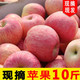 现摘现发陕西山西新鲜红富士苹果冰糖心脆甜苹果水果批发10/5斤
