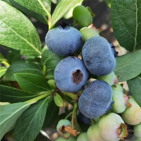 农家自产 澄江新鲜蓝莓优瑞卡（15+mm）（125g*8盒）