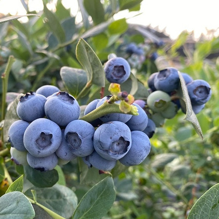 蓝莓蜜语 澄江露天蓝莓(12-14mm)