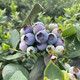蓝莓蜜语 澄江露天蓝莓(12-14mm)