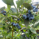 蓝莓蜜语 澄江露天蓝莓（14-17mm）