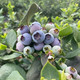 蓝莓蜜语 澄江露天蓝莓（12-14mm）