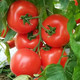 邮乡甜 【折后仅需36.8元】正宗山东海阳普罗旺斯西红柿5斤自然熟沙瓤水果番茄