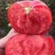 邮乡甜 【折后仅需36.8元】正宗山东海阳普罗旺斯西红柿5斤自然熟沙瓤水果番茄