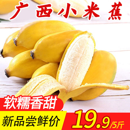 【领劵立减10.1元】广西香甜小米蕉 5斤/10斤 当季新鲜水果 【 购物前请查看详情购物须知】
