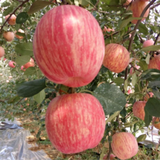 农家自产 苹果 24颗（本地购）