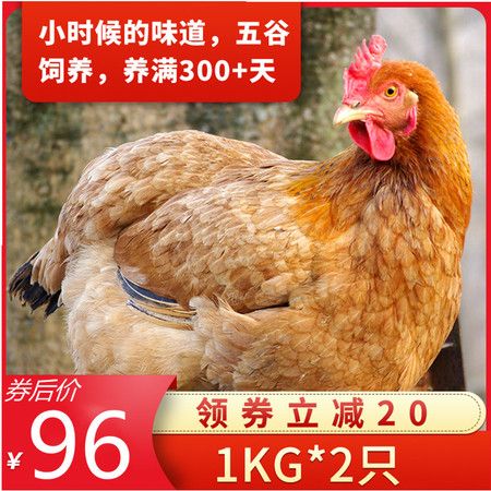 【领券立减20元】【48小时发货】黄油老母鸡林间散养走地鸡1KG*2只