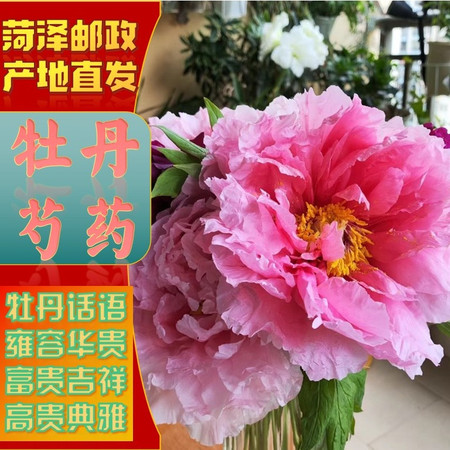 农家自产 菏泽牡丹芍药鲜切花 与花诉说关于春天的故事图片