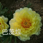 农家自产 菏泽牡丹芍药鲜切花 与花诉说关于春天的故事