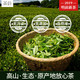 2021新茶 毛尖茶叶绿茶信阳春茶毛尖茶叶茶嫩芽浓香型耐泡茶250g