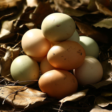 小鲜村40枚正宗农家散养土鸡蛋30枚绿壳新鲜初生20枚10枚柴草鸡蛋图片