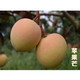 【券后68元起】10斤广西桂七芒果/台芒/苹果芒/大金煌 芒果生鲜时令水果