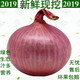 【2019鲜货现挖】鲜紫红皮洋葱5斤包邮农场新鲜蔬菜红皮葱圆葱头