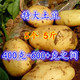 新鲜农家土豆马铃薯洋芋5斤/9斤蔬菜精品大中小多规格单果50-600g