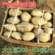 新鲜现挖土豆新鲜蔬菜精品马铃薯洋芋5斤大号土豆单果150g-300g