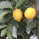 黄柠檬2斤装(单果80g以上) 四川安岳柠檬 酸爽多汁