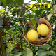 柠檬10个装(单果50-200g)多规格可选安岳黄柠檬