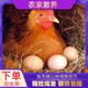 【我老家】10-50枚农家山林散养土鸡蛋新鲜柴鸡蛋正宗笨鸡草鸡蛋