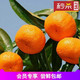 江西南丰蜜橘小桔子现摘现发新鲜水果孕妇5斤单果30-60mm