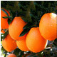 金堂脐橙非血橙红肉橙子非冰糖赣南脐橙新鲜水果2-10斤