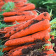 【急速发货】沙地胡萝卜新鲜蔬菜红萝卜10斤农家现挖现发蔬菜类水果萝卜