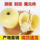 【919活动】黄元帅苹果黄金帅香蕉粉苹果水果新鲜整箱婴儿辅食当季新鲜水果