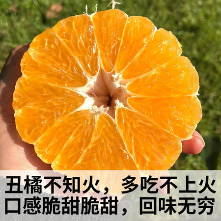 【新鲜现发】不知火丑橘橘子黄皮橘子柑橘丑桔桔子新鲜水果皮薄橘子蜜桔批发图片