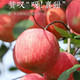 【10斤苹果29.9】红富士苹果当季水果新鲜包邮整箱红富士应季丑苹果