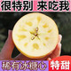 【超甜冰糖心】陕西苹果水果红富士10斤脆甜丑苹果批发整箱非烟台