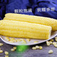 【营养低脂代餐】新鲜白糯玉米10棒粘黏苞米低脂代餐玉米真空装包邮单穗200克