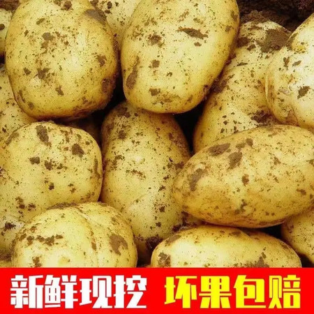 【48小时内发货】现挖现发精品土豆新鲜土豆马铃薯洋芋黄心土豆时令蔬菜批发10/5斤