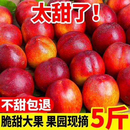 【爆甜】现摘黄心油桃1/3/5斤水果新鲜黄肉非水蜜桃毛桃脆桃子批发