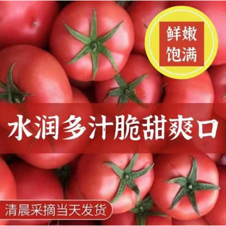 妙采园 西红柿新鲜自然熟沙瓤多汁大番茄普罗旺斯西红柿鲜现摘图片