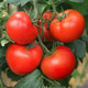 妙采园 西红柿新鲜自然熟沙瓤多汁大番茄普罗旺斯西红柿鲜现摘