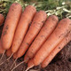 妙采园 胡萝卜新鲜批发价现挖红萝卜新鲜蔬菜生吃脆甜沙地种植