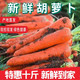 妙采园 胡萝卜新鲜批发价现挖红萝卜新鲜蔬菜生吃脆甜沙地种植