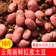 【特惠】云南红皮土豆黄心土豆农家种植新鲜蔬菜马铃薯粉面土豆5斤非转基