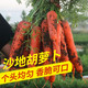 【限时活动】10斤/5斤沙地胡萝卜带箱新鲜蔬菜农家现挖红萝卜水果萝卜