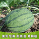 【巨型西瓜种子】高产甜早熟四季播特大无籽农科院特大水果西瓜籽